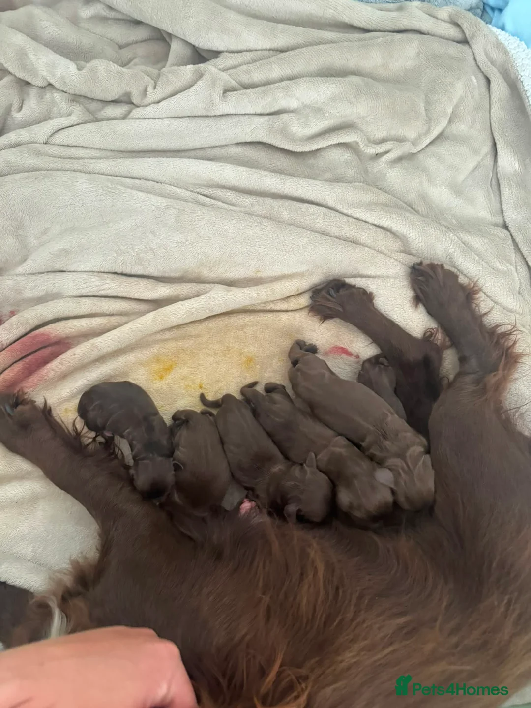 Cocker Spaniel dogs for sale: Cocker spaniel puppies  in Exeter - Advert 1
