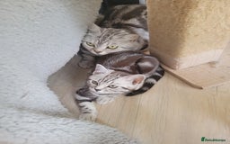 British Shorthair cats for sale: Ready to collect, Silver Tabby last 2 discounted in Rochester - Image 25