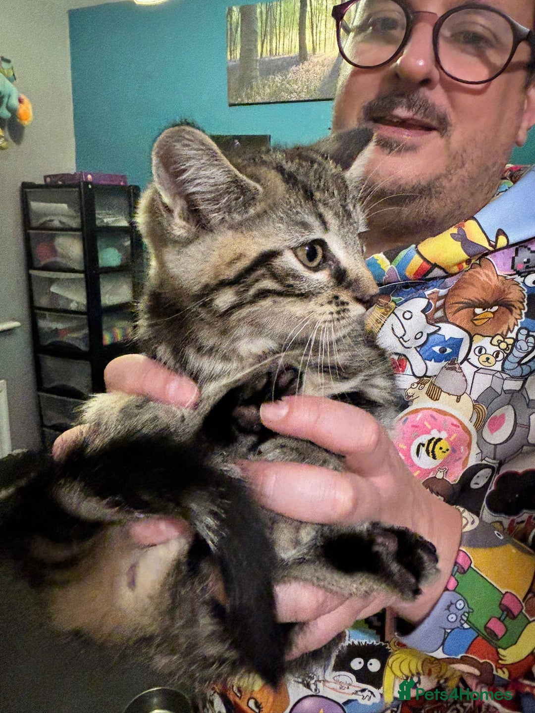 Maine Coon cats for sale: Beautiful, friendly playful Maine Coon cross kits - Advert 13