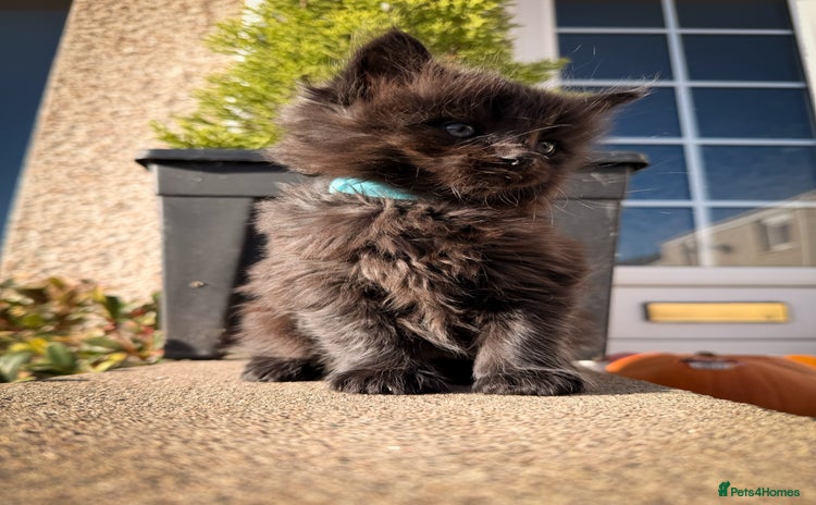 Ragcoon cats - Advert 1