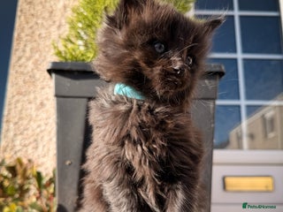 Ragcoon cats - Advert 31