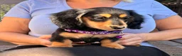 Miniature Dachshund dogs for sale: Long Haired - READY NOW. - Advert 4