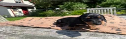 Miniature Dachshund dogs for sale: Four miniature dachshund puppies left  (Scotland) - Advert 3