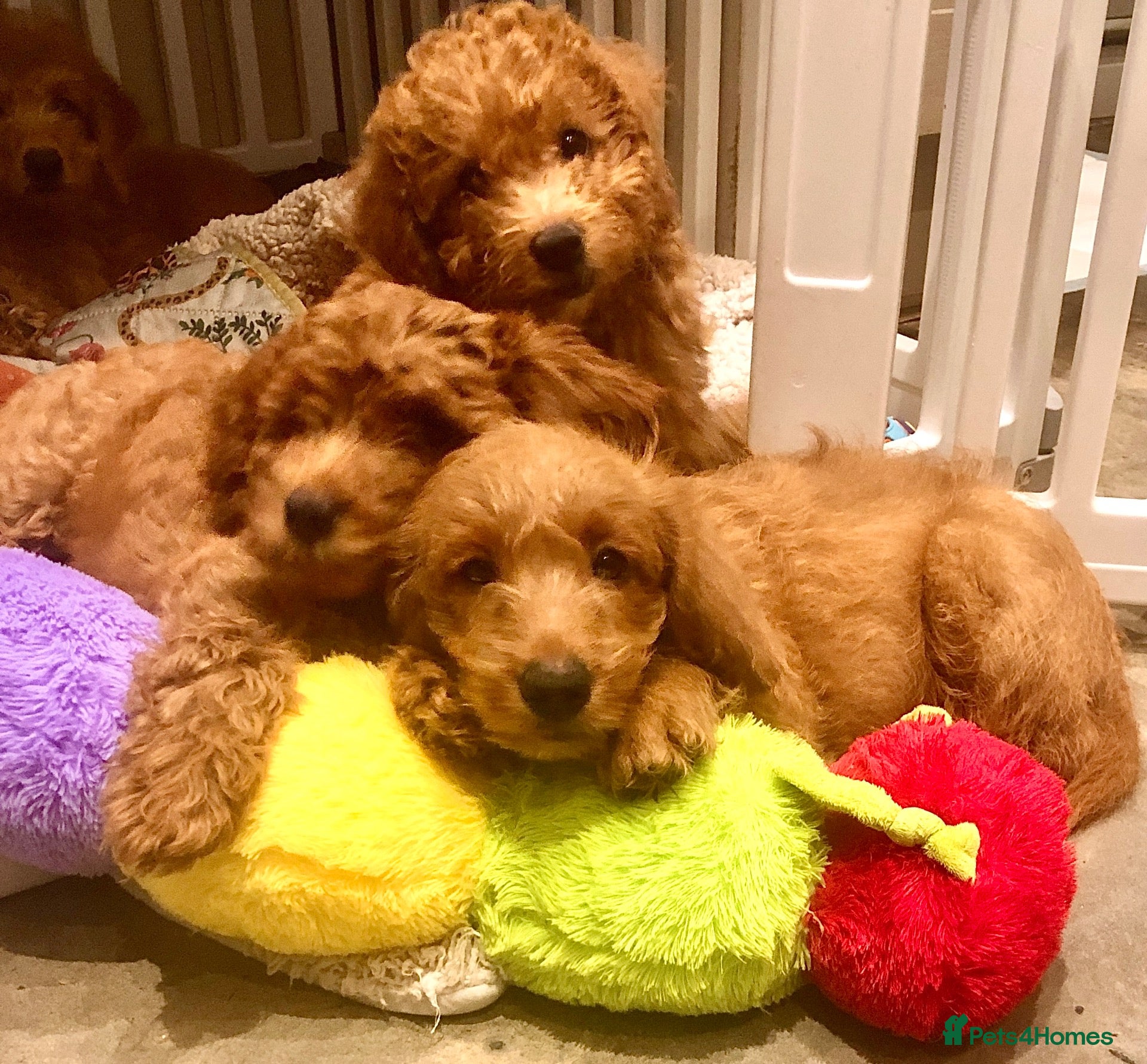 Labradoodle dogs keiras red fox miniature labradoodles  - Advert 1