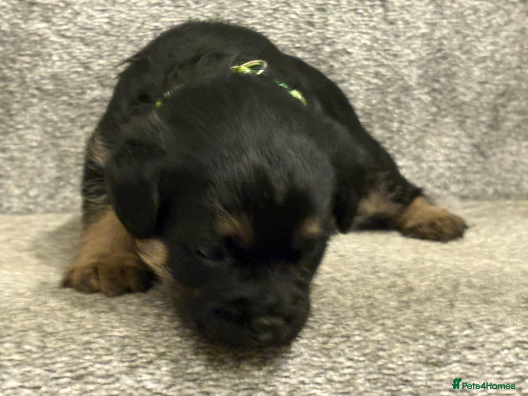 Border Terrier dogs for sale: Poppys pups! KC border terriers. Ready 4  **   - Advert 9