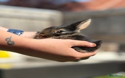 Rex rabbits for sale: Rex rabbits for sale - Image 1