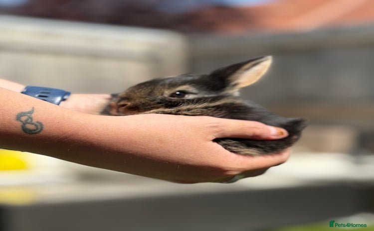 Rex rabbits - Advert 1