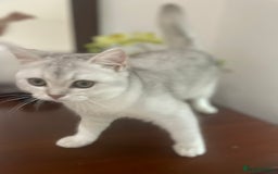 Scottish Fold cats for sale: Kittens 5  - Image 7