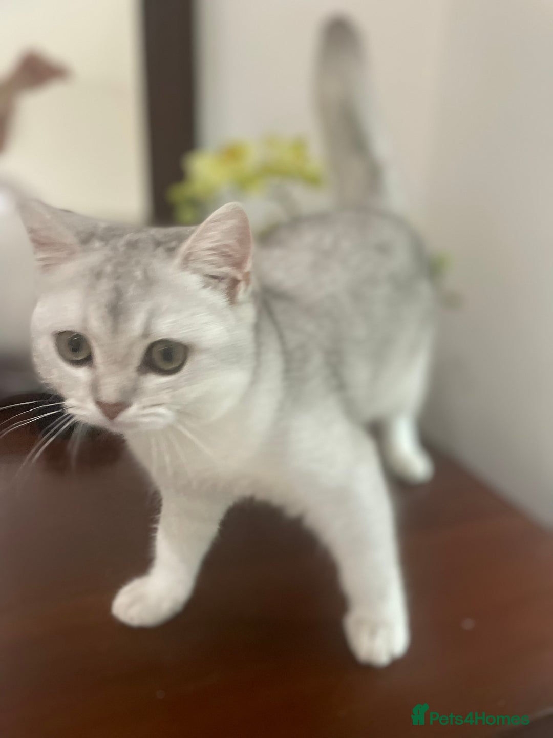 Scottish Fold cats for sale: Kittens 5  - Image 7