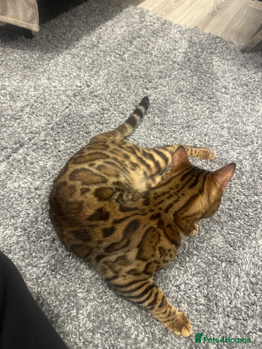 Bengal cats for sale: Pure bred Bengal TICA registered in Hoddesdon - Advert 9
