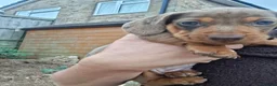 Miniature Dachshund dogs for sale: Miniature Dachshund puppies  in Derby - Advert 6