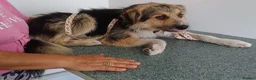 Mixed Breed dogs for adoption: BEN's Journey to Safety - Advert 5