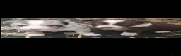 Border Collie dogs for sale: Broder collie - Advert 4