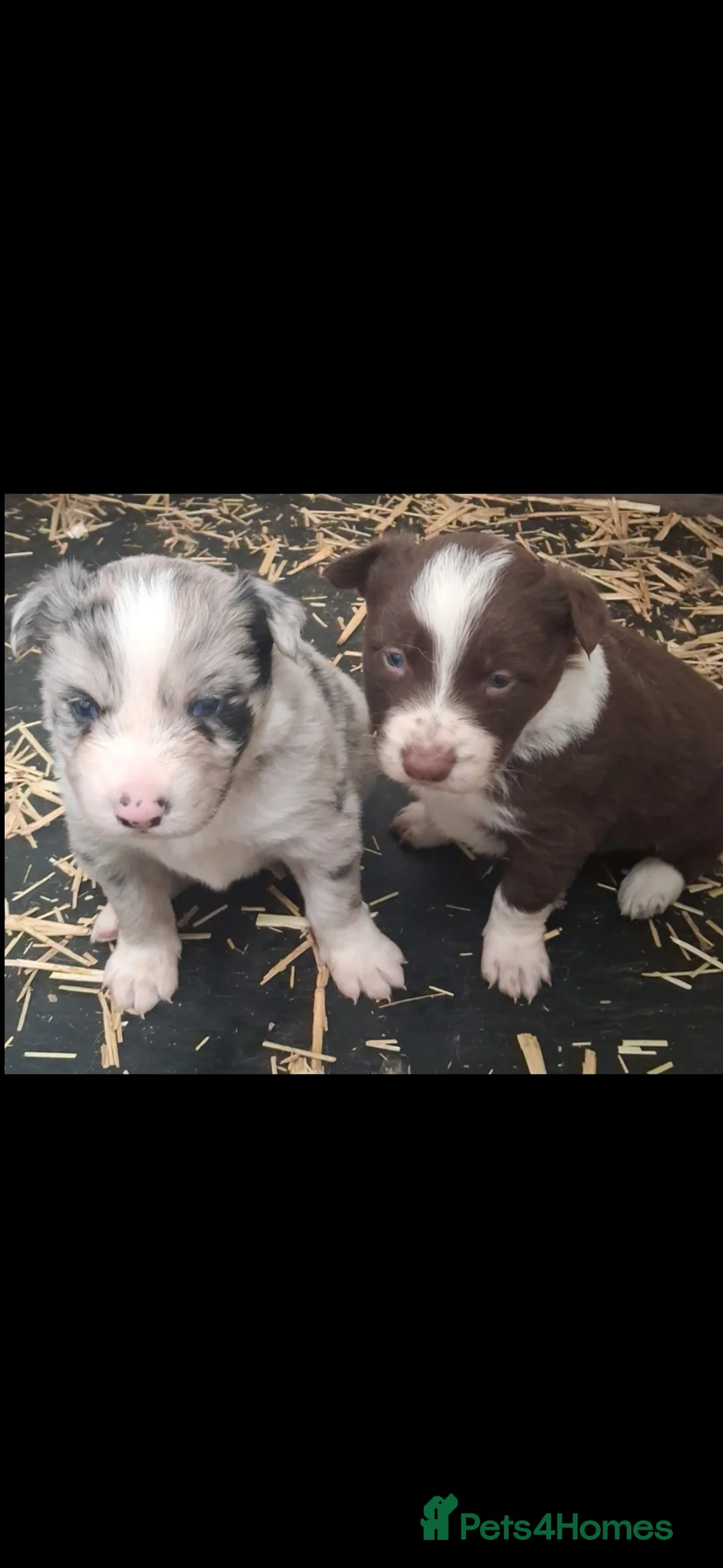 Border Collie dogs for sale: Broder collie - Advert 4