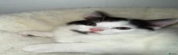 Mixed Breed cats for sale: Black and white long haired male kitten - Advert 7