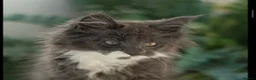Maine Coon cats for sale: XL Maine coon kittens  - Advert 17