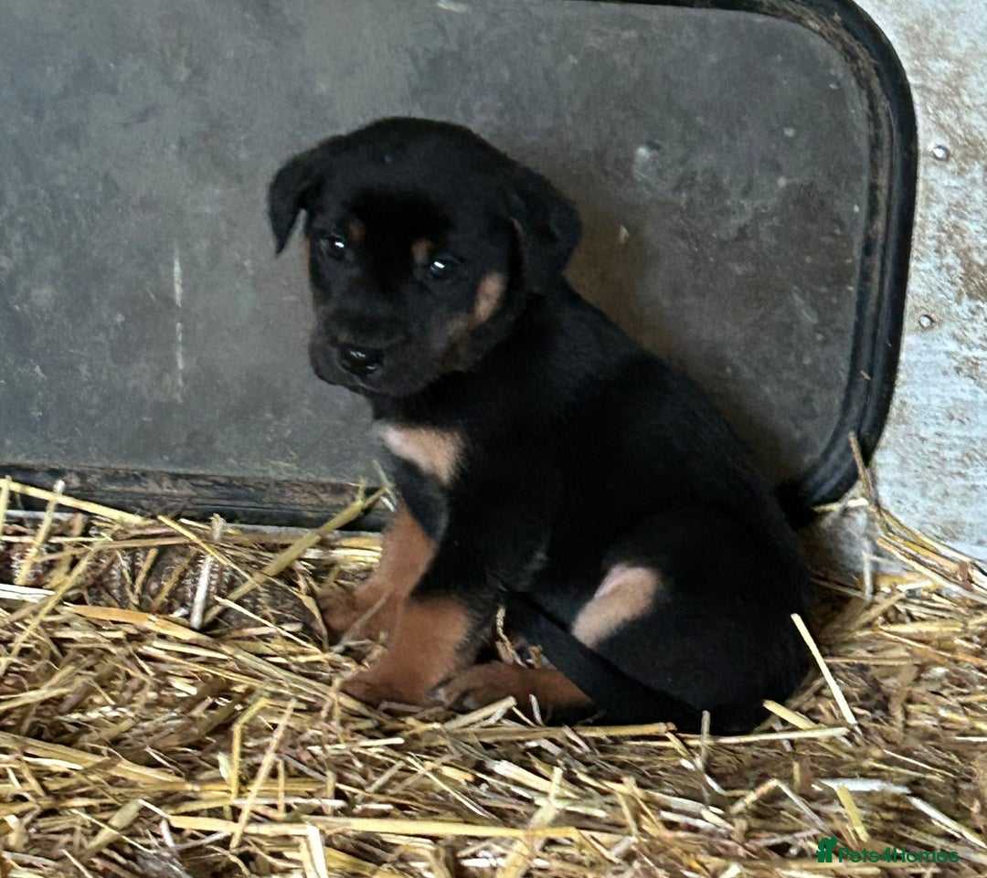 Mixed Breed dogs for sale: Huntaway X Puppies for Sale - Advert 9