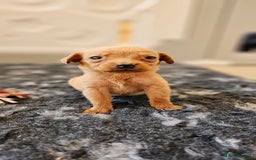 Labrador Retriever dogs for sale: THE LAST KC FOX RED GIRL READY TO LEAVE NOW  - Image 8