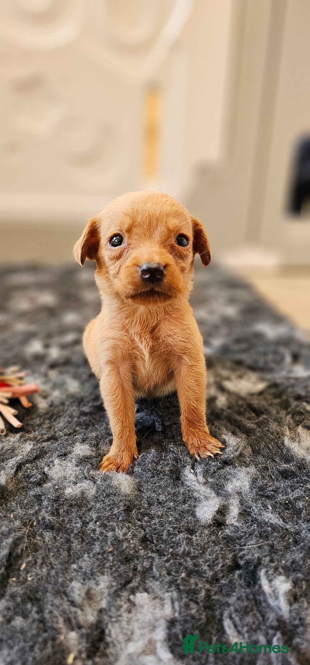Labrador Retriever dogs for sale: THE LAST KC FOX RED GIRL READY TO LEAVE NOW  - Image 8