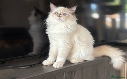 Ragdoll cats for sale: TICA DNA tested 5 Gen Pedigree  - Image 21
