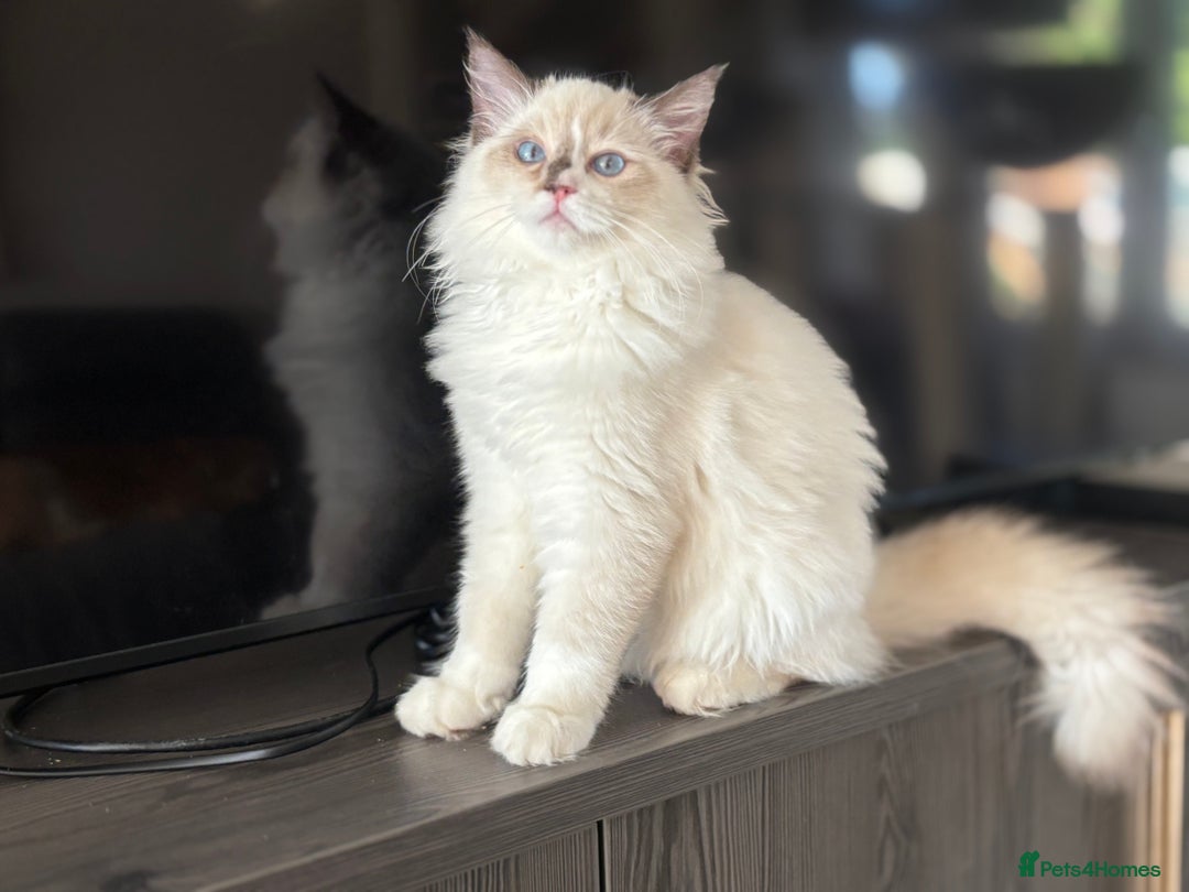 Ragdoll cats for sale: TICA DNA tested 5 Gen Pedigree  - Image 21