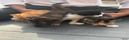 American Shorthair cats for sale: Shorthair cats  in Rochester - Advert 1