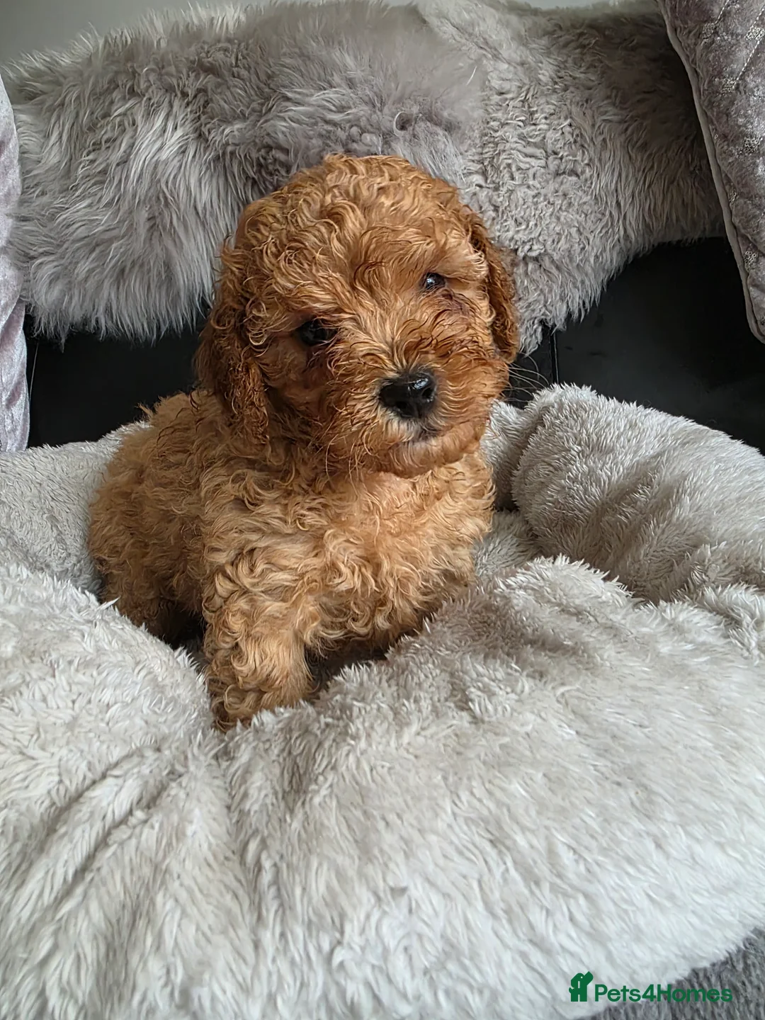 Cockapoo dogs for sale: Cream Cockapoo puppies - Advert 26