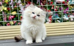 Ragdoll cats for sale: ‼️ HIGH QUALITY ‼️ pet boy  - Image 9