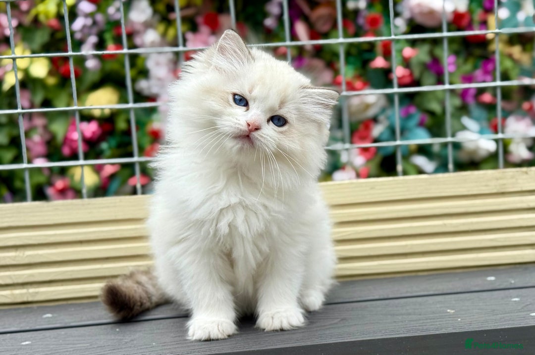 Ragdoll cats for sale: ‼️ HIGH QUALITY ‼️ pet boy  - Image 9