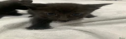 Mixed Breed cats for sale: Gorgeous mixed kittens  - Advert 8