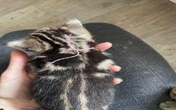 Bengal cats for sale: 9 BENGAL RAGDOLL X KITTENS - Image 18