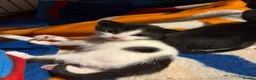 Mixed Breed cats for sale: Selling kittens  - Advert 3