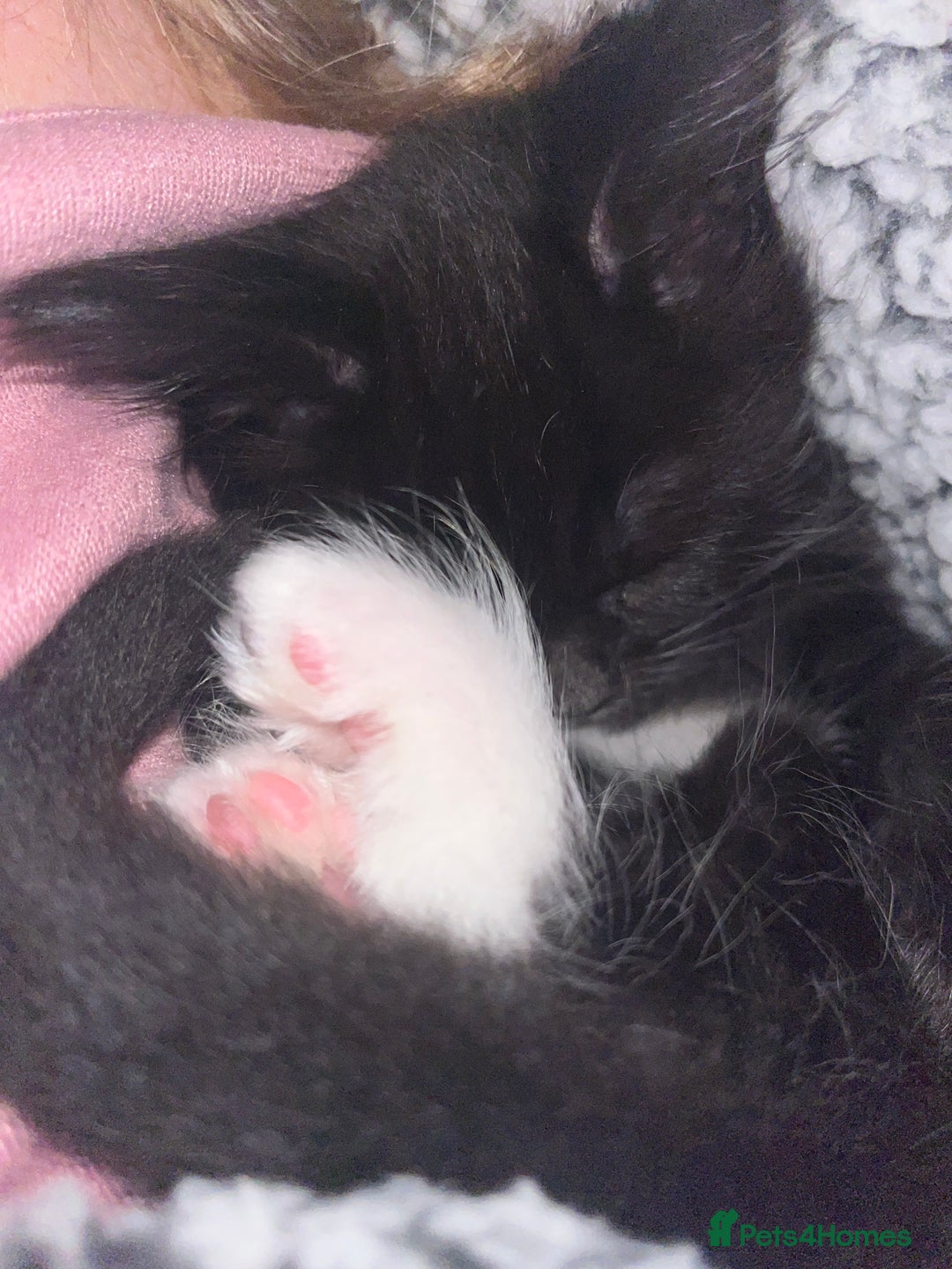 Maine Coon cats for sale: Maine coon/ rag doll kittens - Advert 5