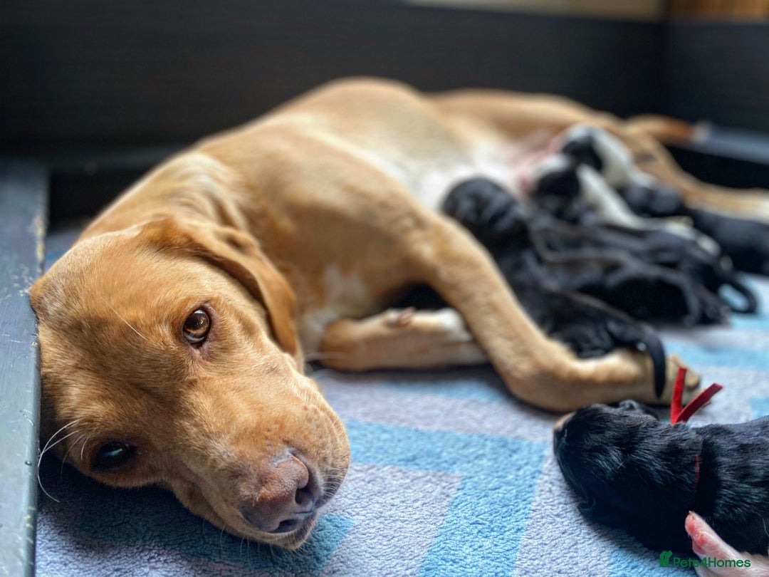 Springador dogs for sale: STUNNING SPRINGADOR PUPPIES  - Image 34