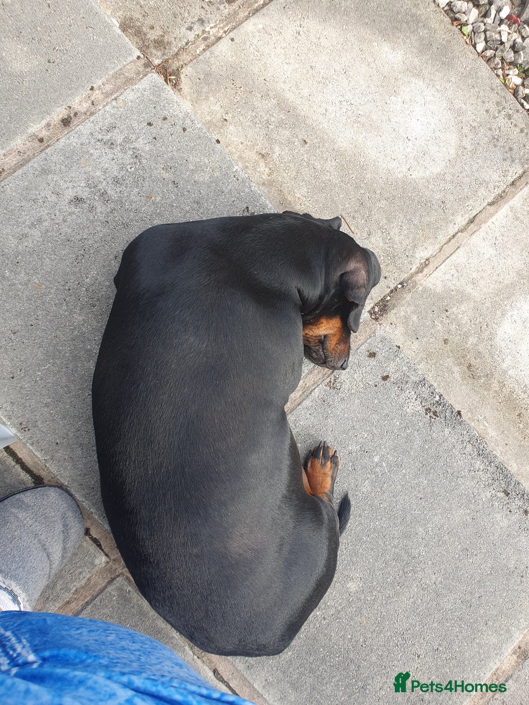 Dachshund dogs for sale: 🐾 Free to a Loving, Experienced Home - Advert 2