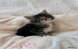 Maine Coon cats for sale: Maine coon kitten  - Image 5