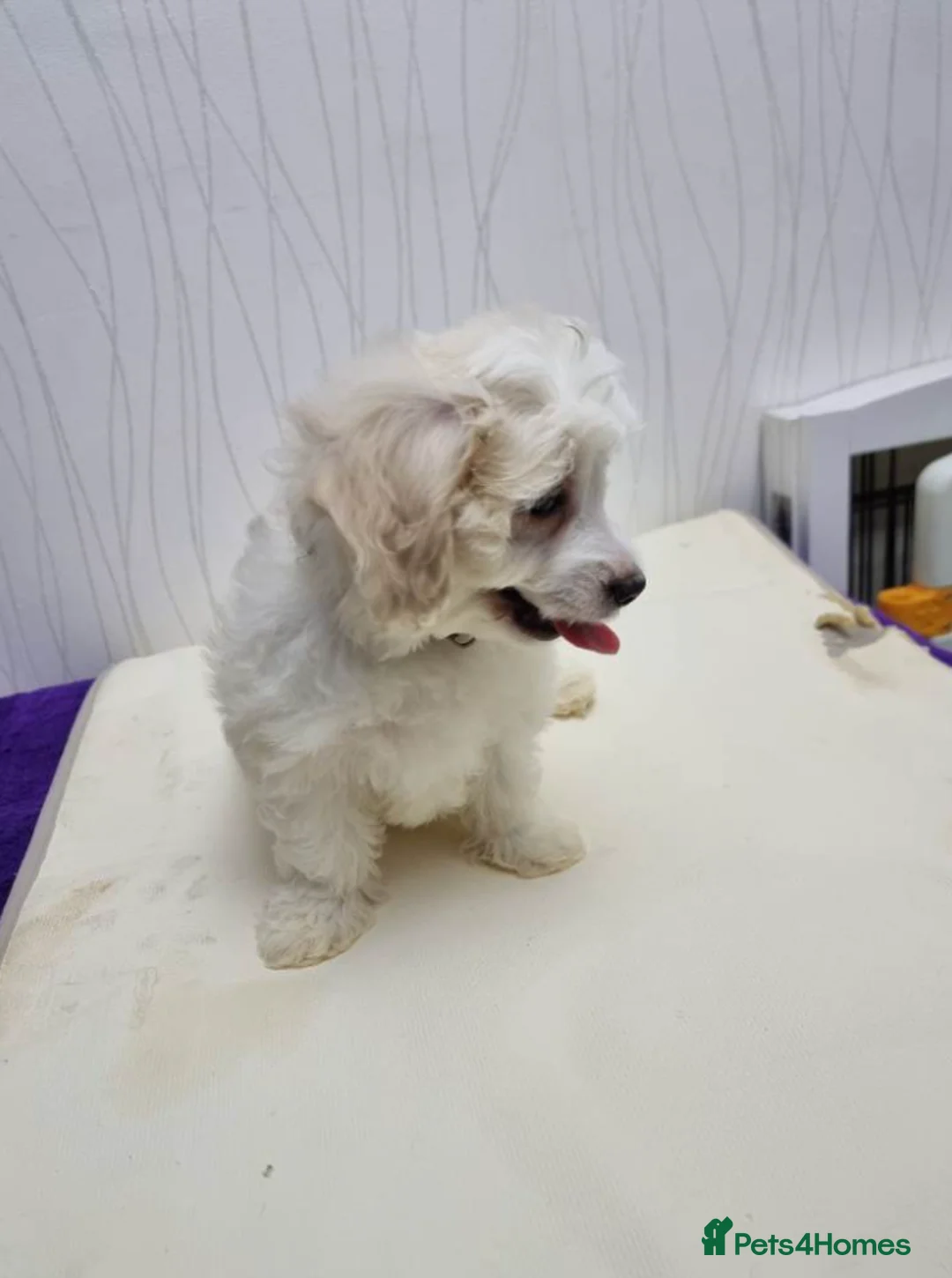 Maltipoo dogs for sale: Beautiful Maltipoo Puppies Available for homes in Sheffield - Advert 18
