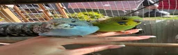 Budgerigars birds for sale: Budgies  in Worksop - Advert 2