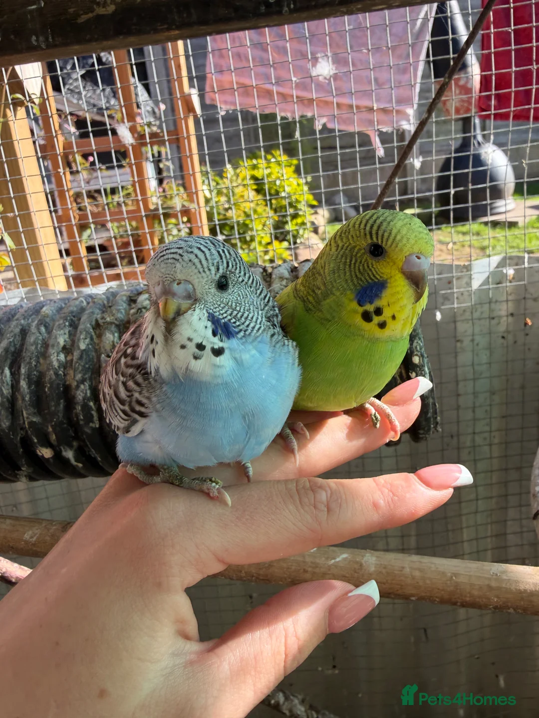 Budgerigars birds for sale: Budgies  in Worksop - Advert 2