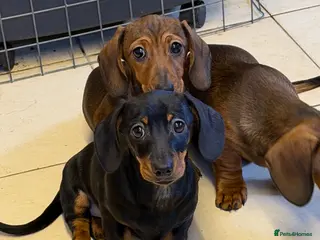 Miniature Dachshund dogs Beautiful mini dachshund puppy's now available - Advert 9