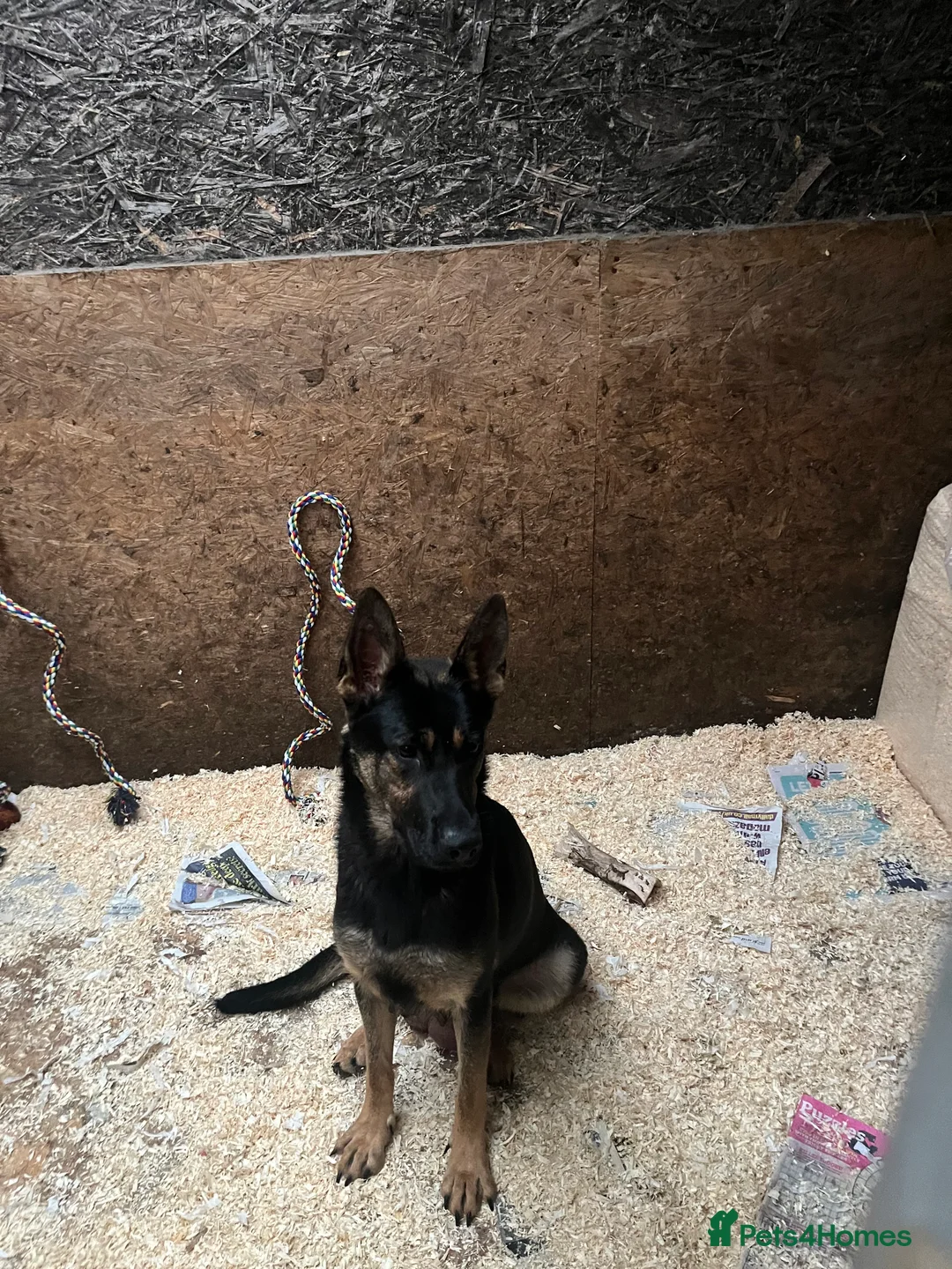 German Shepherd dogs for sale: Stunning Black and Tan German Shepard puppies - Advert 10