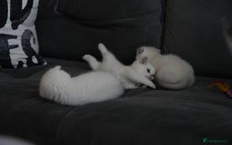 Scottish Fold cats for sale: White Scottish Fold - Image 4