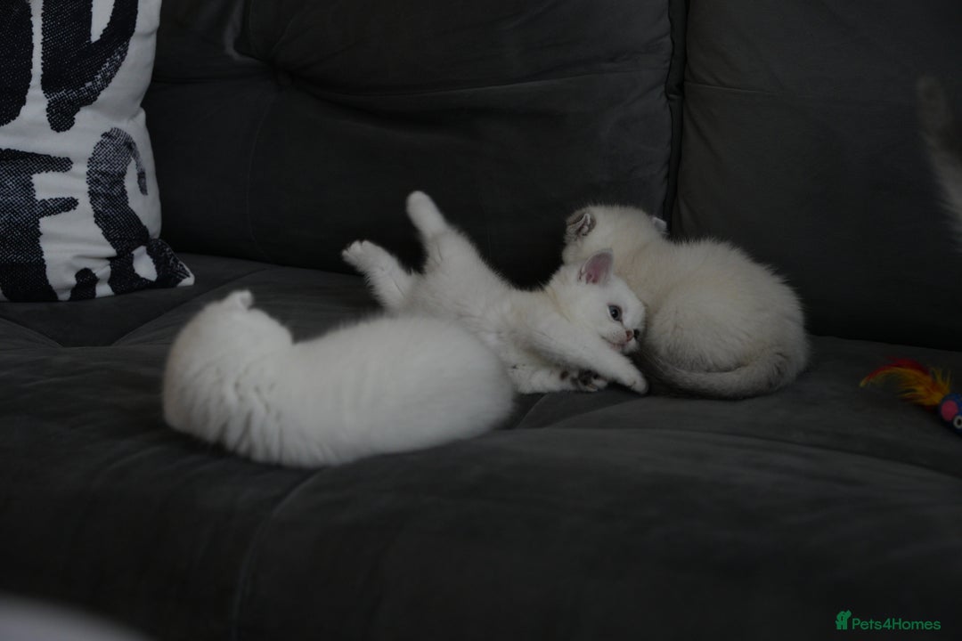 Scottish Fold cats for sale: White Scottish Fold - Image 4