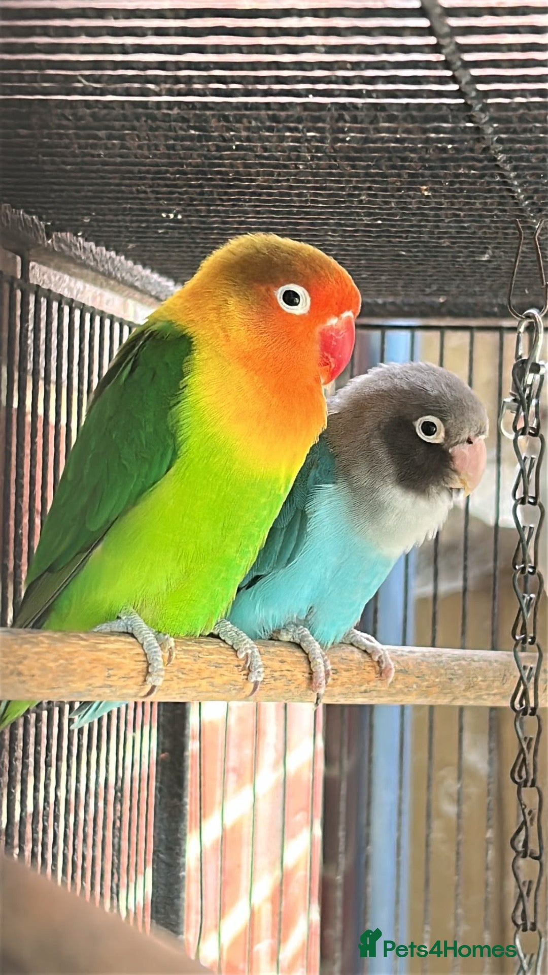 Lovebirds birds Love birds  - Advert 2