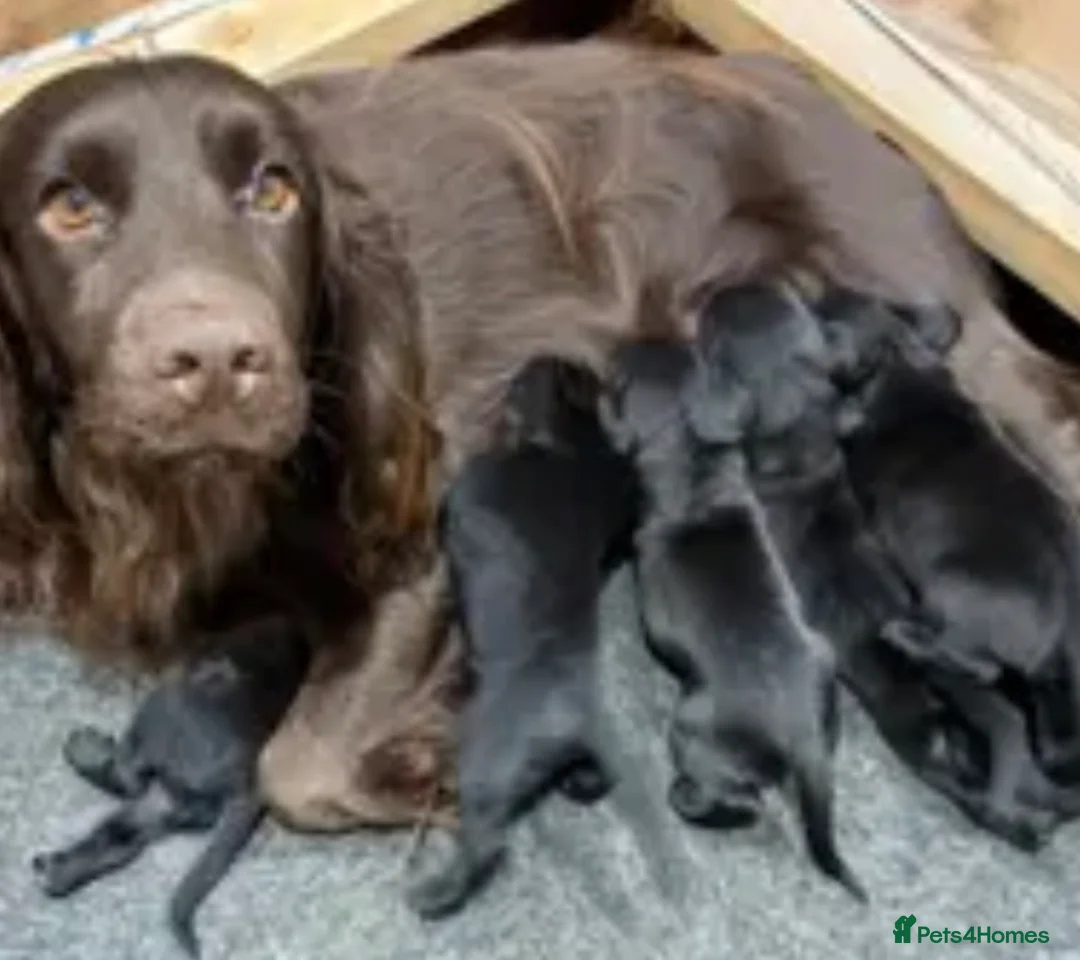 Cockerdor dogs for sale: Boy cockerdor fully house trained  - Advert 2