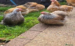 Chickens poultry for sale: Pekin Bantam Pullets POL  - Image 7