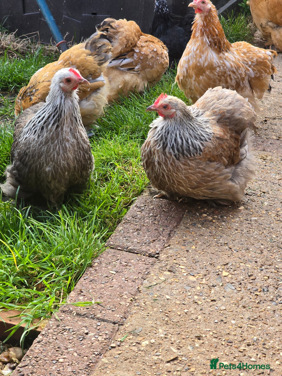 Chickens poultry for sale: Pekin Bantam Pullets POL  - Image 7