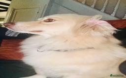 Mixed Breed dogs for adoption: Mabel  - Image 3