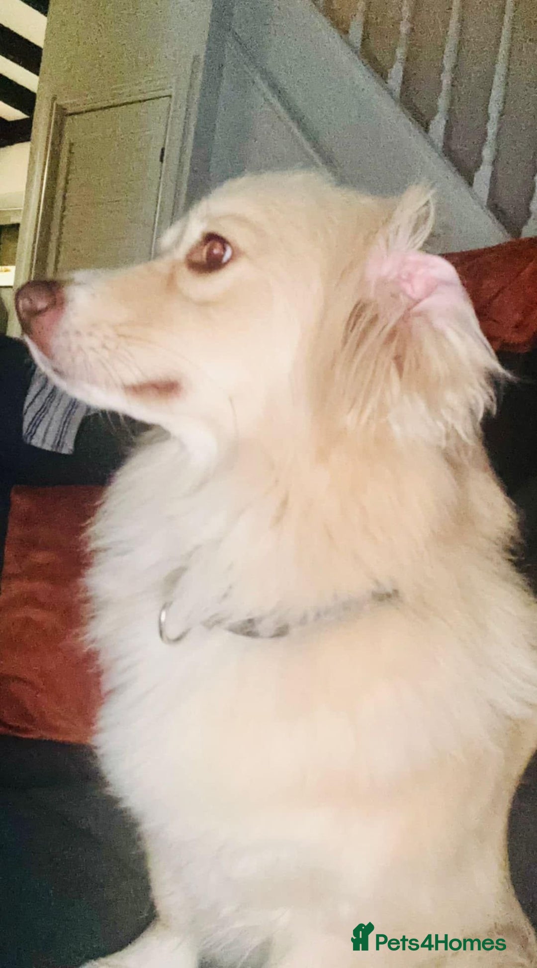 Mixed Breed dogs for adoption: Mabel  - Image 3