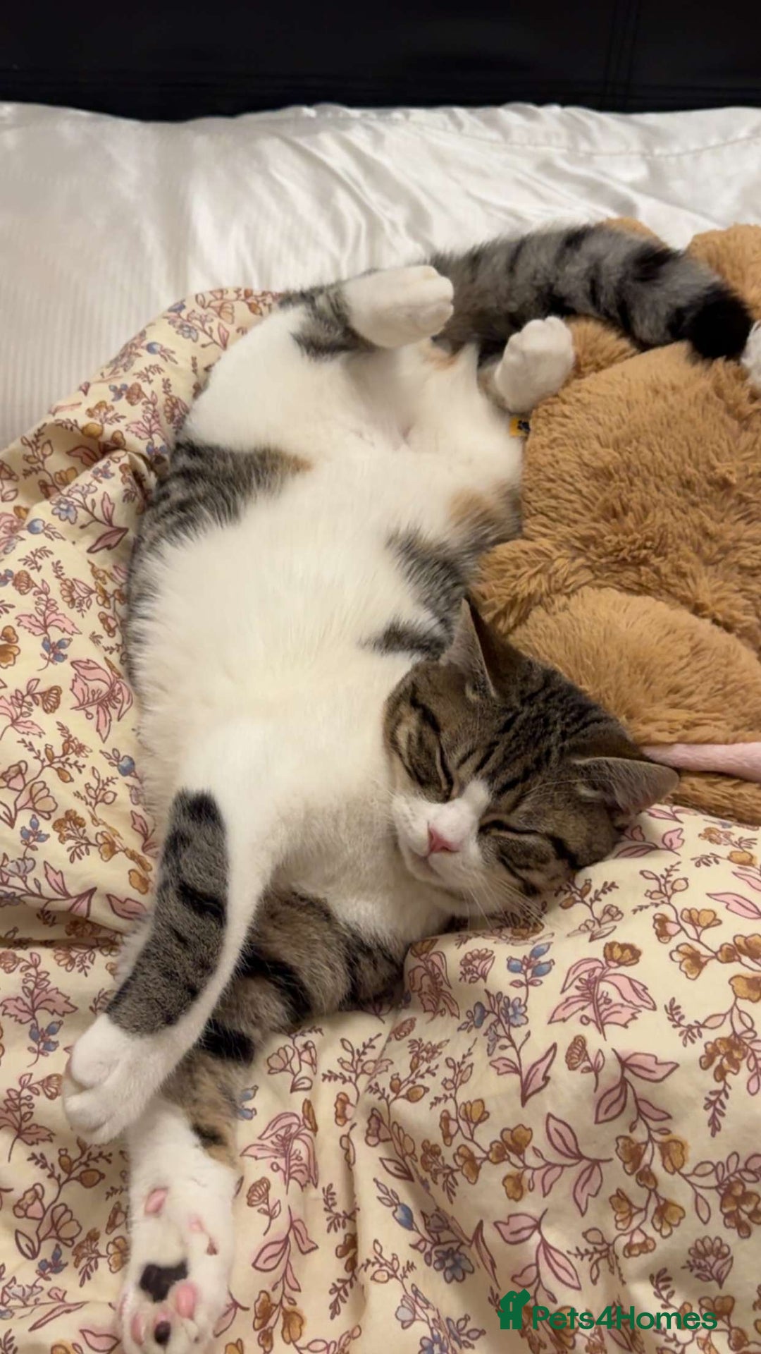 Mixed Breed cats for stud: Male DSH Calico  - Advert 3